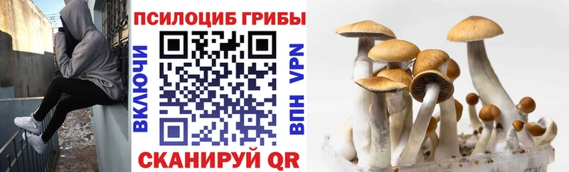 Псилоцибиновые грибы Cubensis  Саянск 